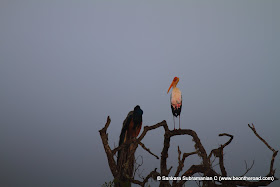Painted Stork and Peacock during dawn at Yala National Park