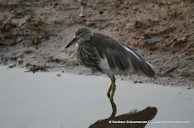 Sharp Features of an Indian Pond Heron