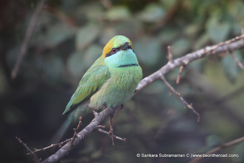 Green Bee Eater - 4