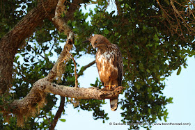 Changeable Hawk Eagle at Yala National Park - 2