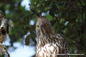 Changeable Hawk Eagle at Yala National Park - 4