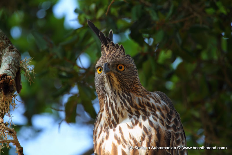 Changeable Hawk Eagle at Yala National Park - 5