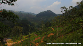 Tea Estates and a waterfall