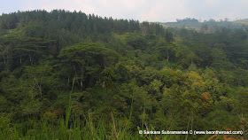 Dense Tropical Forests of Ginigathhena