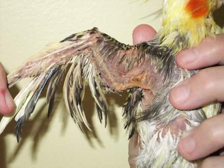 Right wing, showing continued irritation and xanthomatous tissue in the wing web and from the elbow joint to the body in a cockatiel.