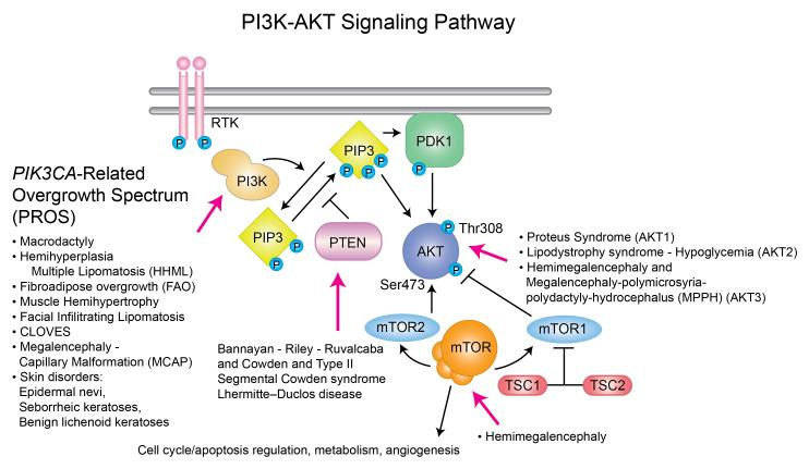 Сигнальный путь pi3k/Akt/MTOR. Akt pi3k Pathway. Pi3k/Akt. Pi3k/Akt Каскад. 3.3 k