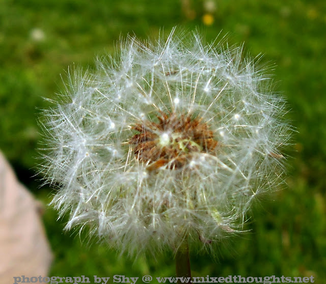 Dandelion