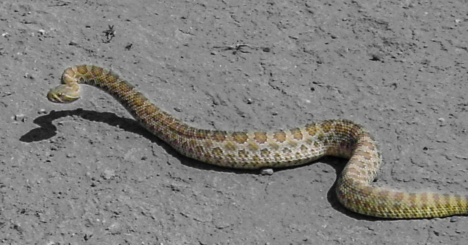 A rattle snake moves through the desert with head raised. 