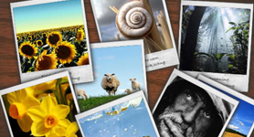 Come creare una foto effetto Polaroid
