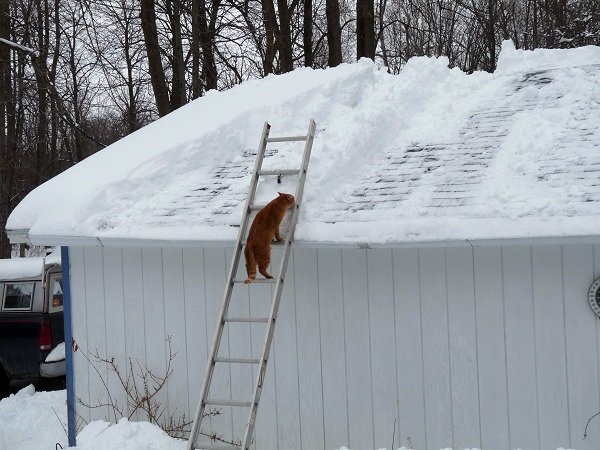 cat climbing ladder