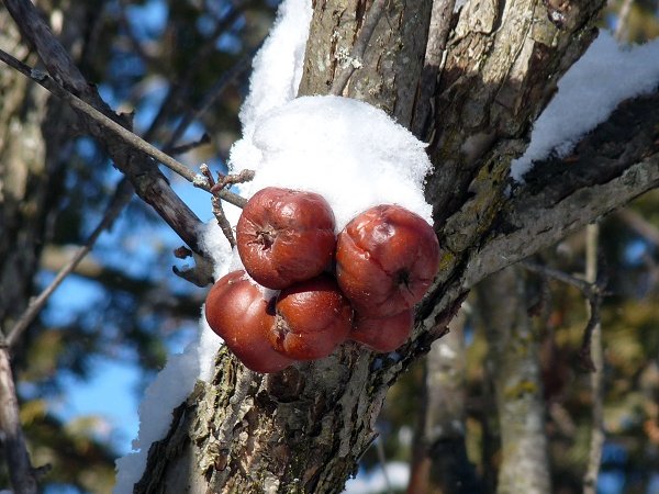 winter apples