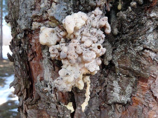red pine sap deposit