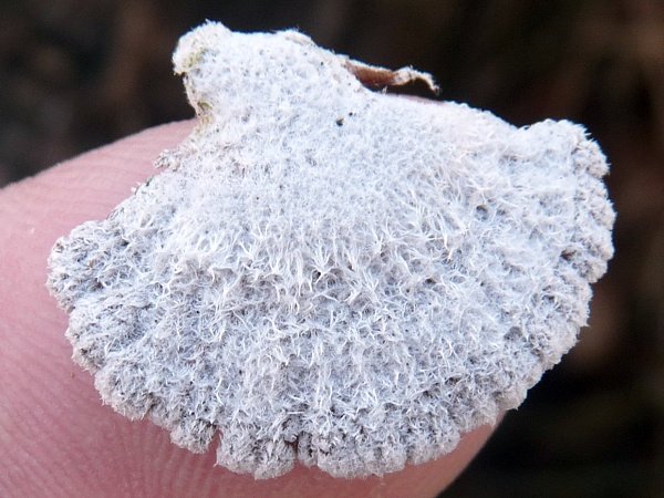 Schizophyllum commune