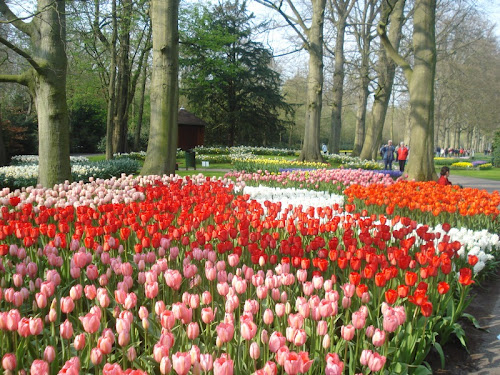 Keukenhof Tulipani