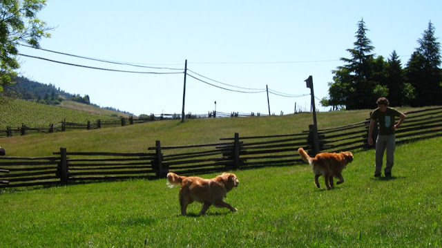 dogs