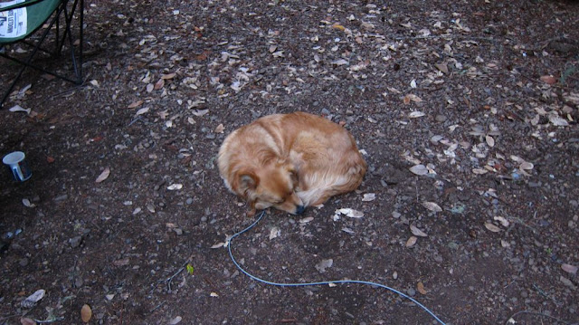 firefox