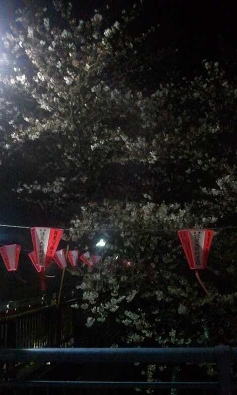  ราตรีซากุระ - 夜桜 - SAKURA at Night 2011