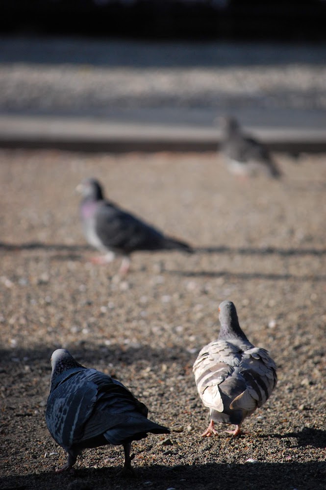 鳥も撮った、撮影場所：宇都宮大通りの二荒山神社