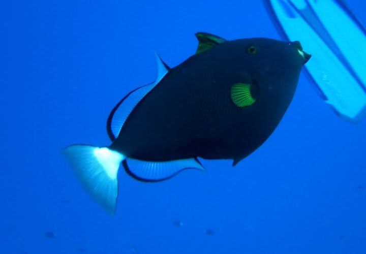 Blog de perretausoleil : Voyage au bout du monde de la famille PERRET, Rangiroa plong�e 2