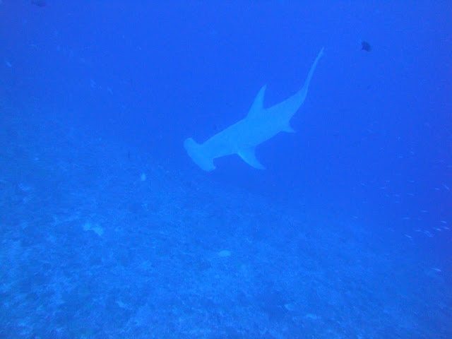 Blog de perretausoleil : Voyage au bout du monde de la famille PERRET, Rangiroa plong�e 3