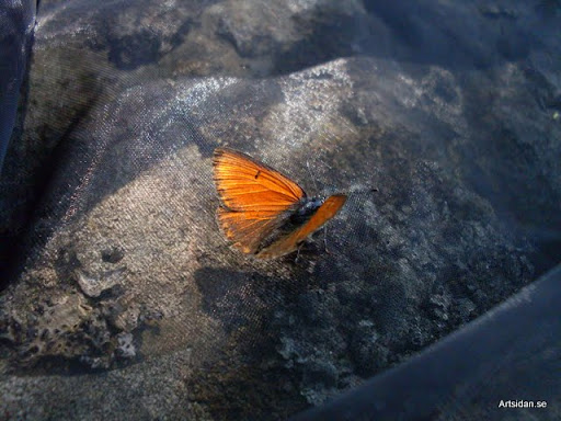 Violettkantad guldvinge Lycaena hippothoe