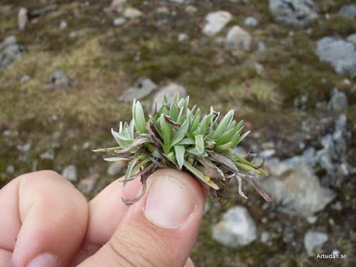 Fjällnoppa  Gnaphalium supinum