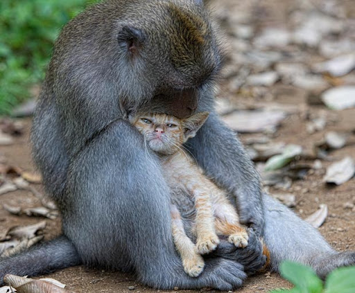 monkey adopts a kitten