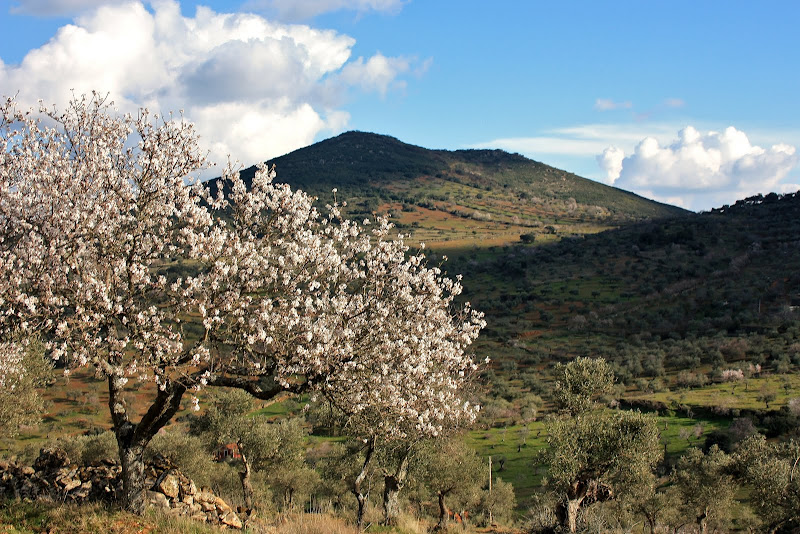 Sierra Vieja