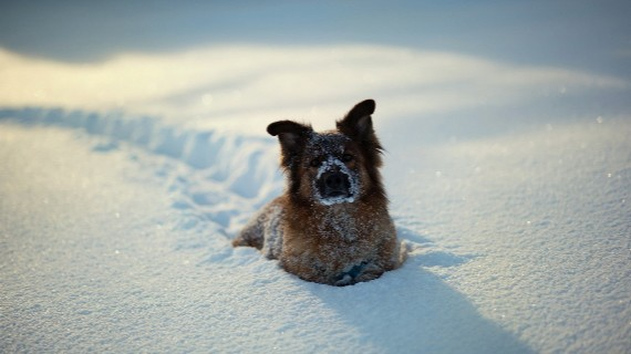 Congelación: una enfermedad de invierno en mascotas