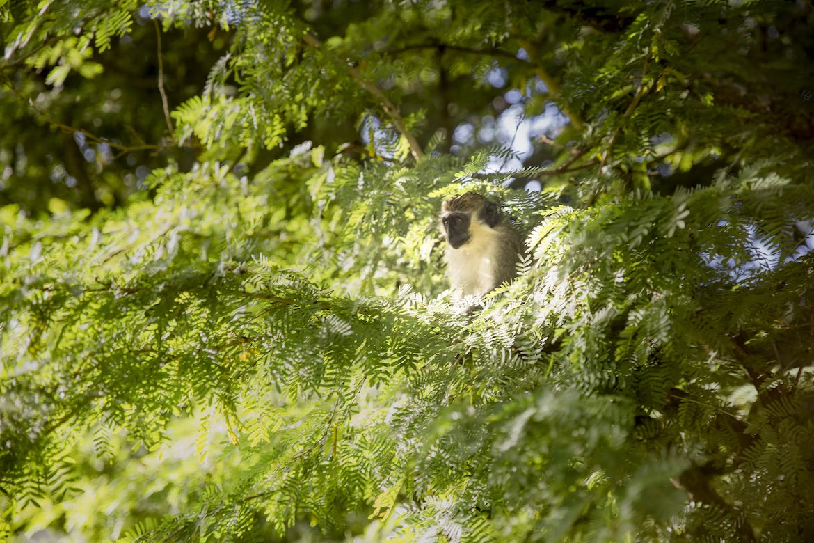 See the green monkeys on Barbados