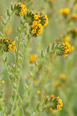 fiddlenecks