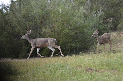 deer