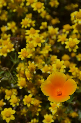 multi-colored poppy