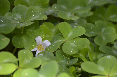 3 leaf clovers