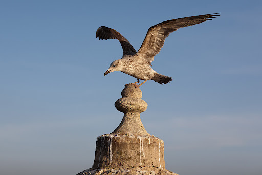 Марокканция. На краю пустыни.