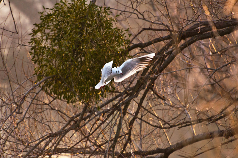 Oiseaux au dessus du lac -série 2/4- 20110206_oiseaux_lac_parc_DSC7455