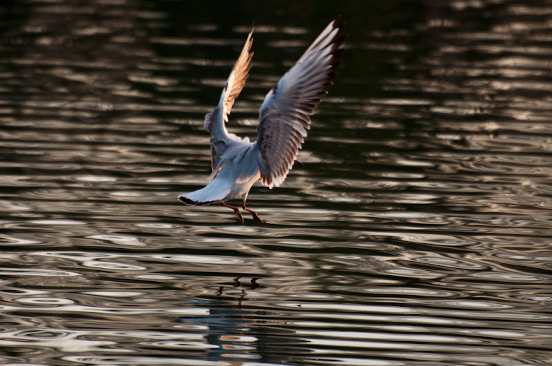 Oiseaux au dessus du lac -série 3/4- 20110206_oiseaux_lac_parc_DSC7470