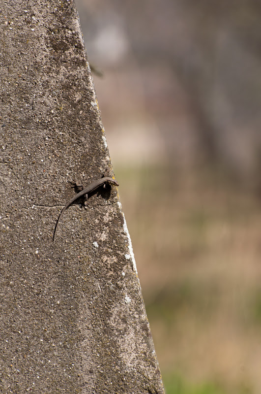 le lézard graphique -1- le lézard en bord de rien... 20110323_04_lezard_3_DSC0250