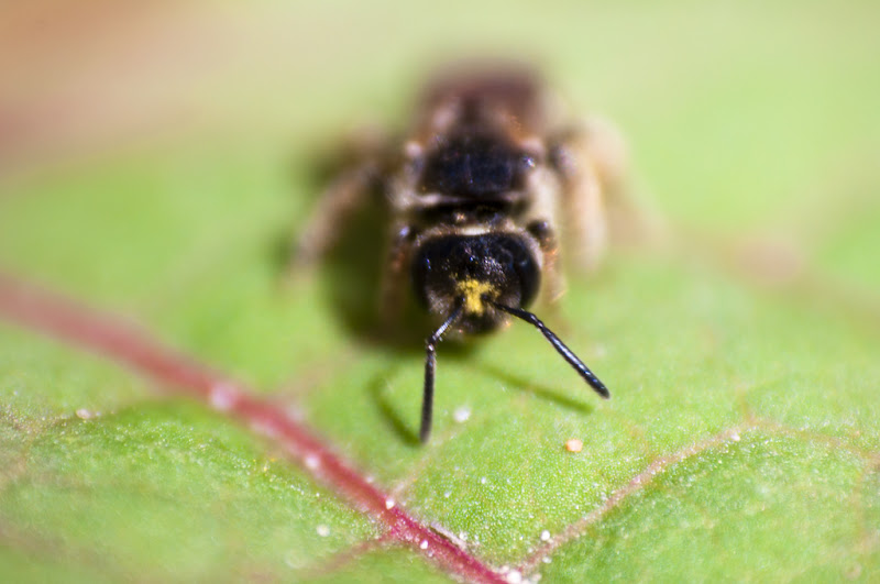 abeille noire... 20110407_04_abeille_noire_DSC2291