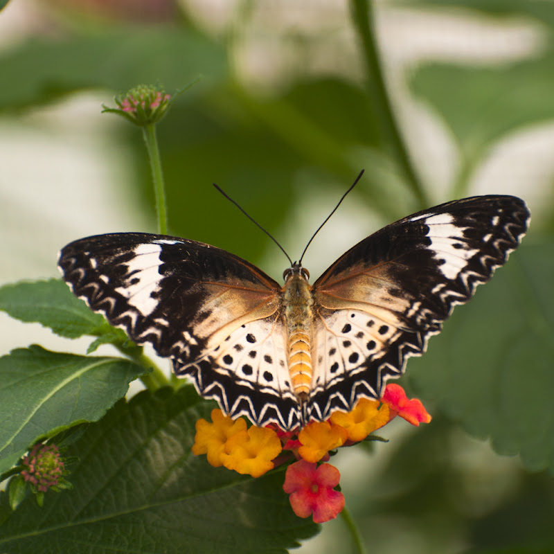 Papillons de la ferme aux Papillons près de Die... 20110505_12_noir_jaune_blanc_DSC4368