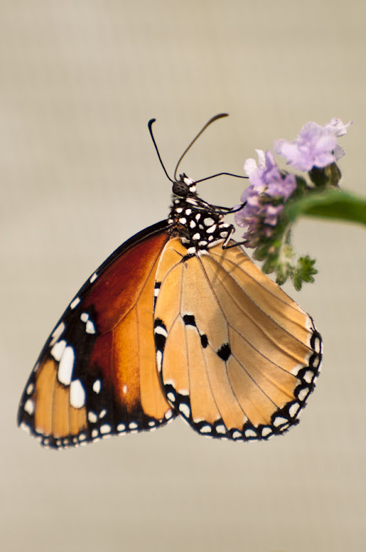 Papillons de la ferme aux Papillons près de Die... 20110505_14_orange_noir_blanc_DSC4385-2