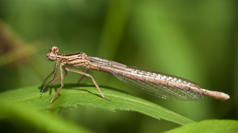 Calopetryx... 20110509_01_Calopteryx_immature_femelle_DSC4618