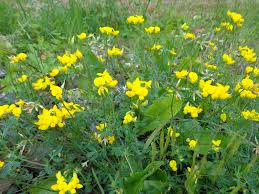 birdsfoot trefoil