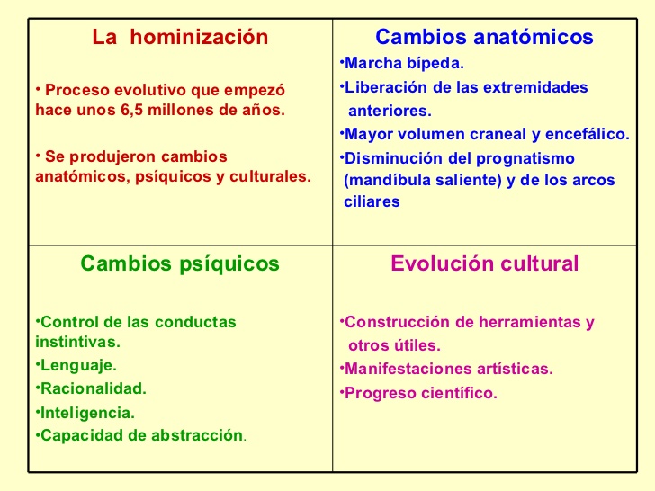 <ul><li>EvoluciÃ³n cultural </li></ul><ul><li>ConstrucciÃ³n de herramientas y otros Ãºtiles. </li></ul><ul><li>Manifestacione...