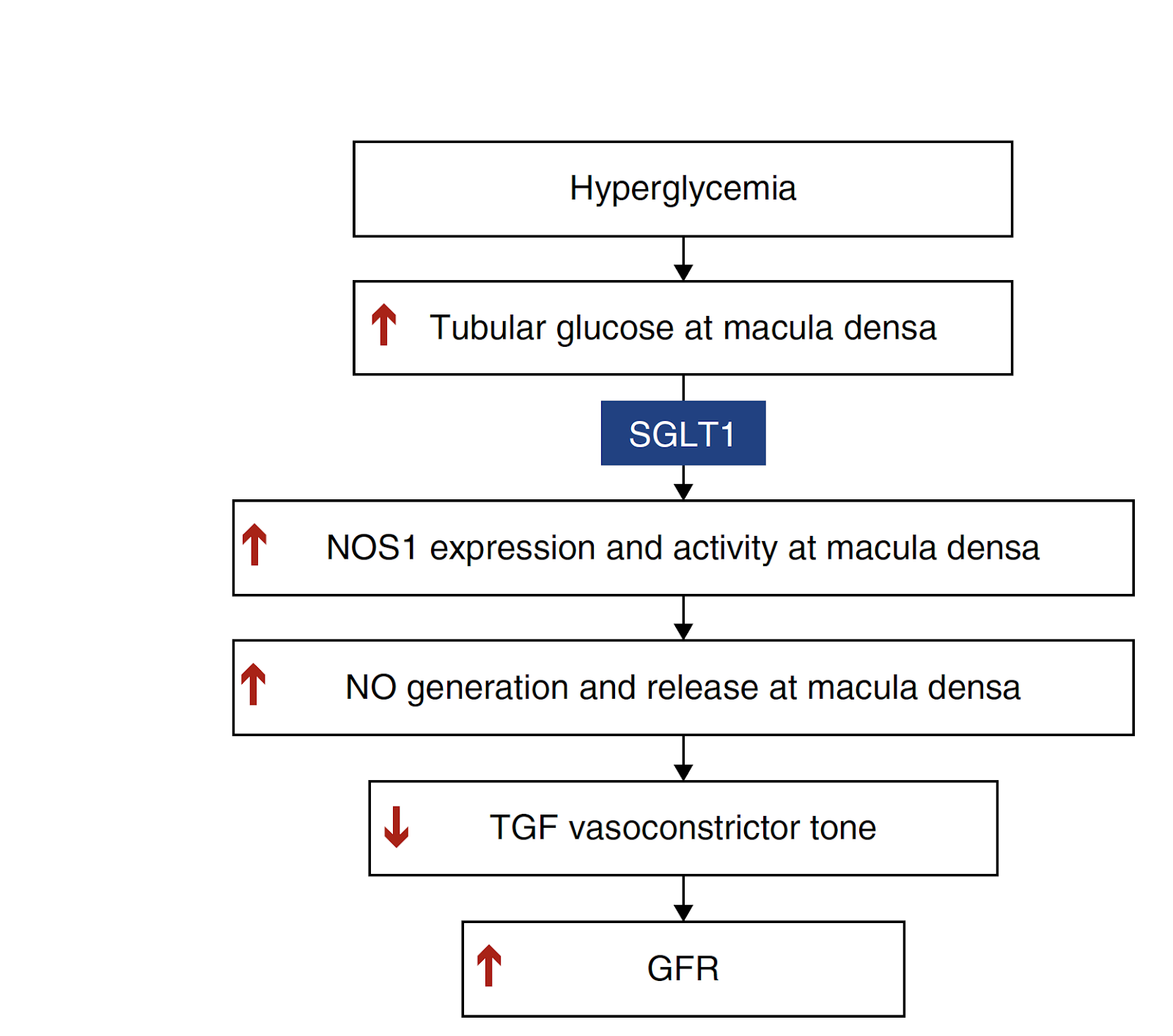 tubular glomerular feedback