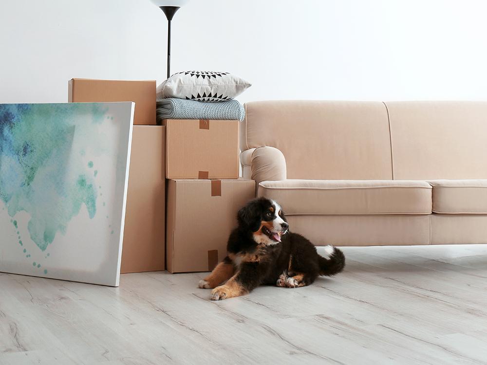6 Ways to Help Your Dog Adjust to a New Home 