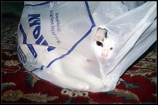 kucing comel jadi spy