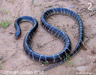 most toxic land snake are found in central australia pa