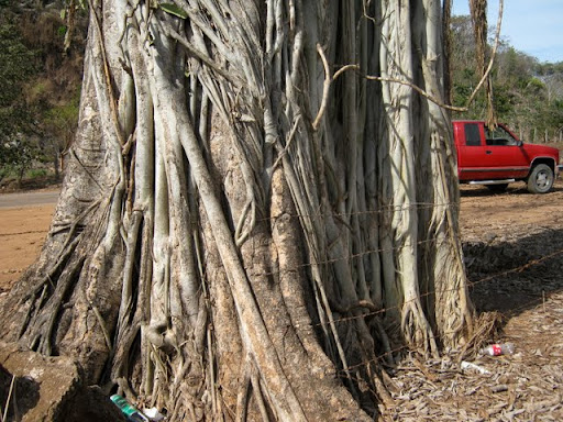 big trunk