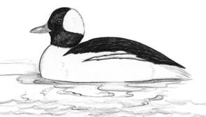 A black and white drawing of a bird swimming in water Description automatically generated with low confidence